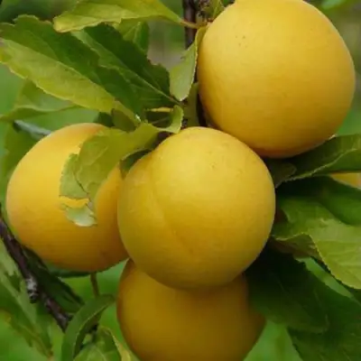 Слива СОЛНЫШКО в Осиповичах