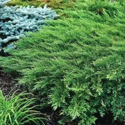 Можжевельник РОКЕРИ ДЖЕМ казацкий  в Осиповичах