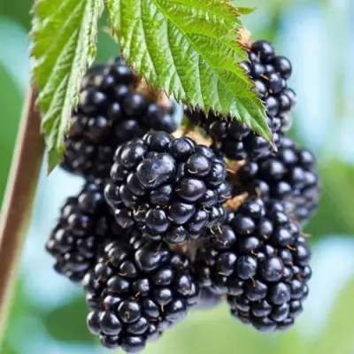 Ежевика БЛЭК САТИН бесшипная  в Осиповичах