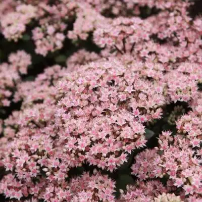 Очиток (седум) МАТРОНА в Осиповичах