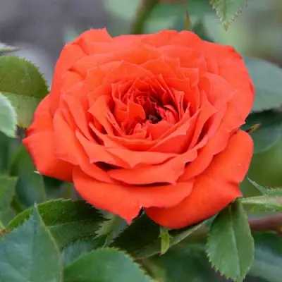 Роза ОРАНЖ ДЖЕВЕЛ миниатюрная в Осиповичах