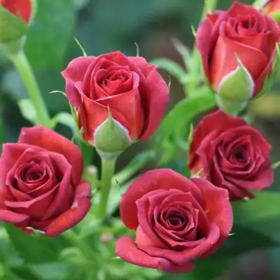 Роза ЧОКОЧИНО спрей в Осиповичах