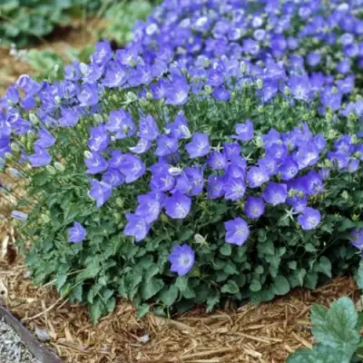 Колокольчик САНТА карпатский в Осиповичах