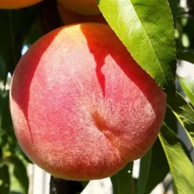 Персик ВАЙН ГОЛД Т3 в Осиповичах