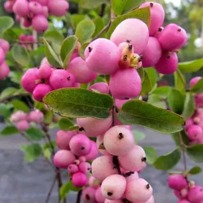 Снежноягодник ФИЕСТА БЕРРИ доренбоза в Осиповичах