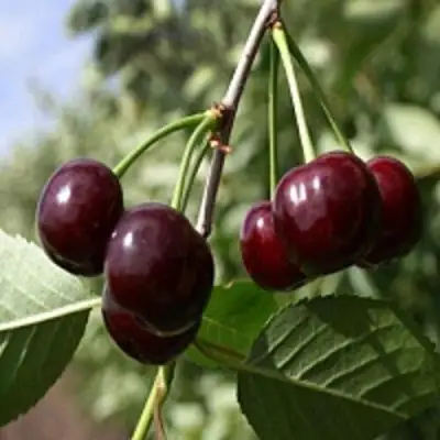 Вишня ВЛАДИМИРСКАЯ в Осиповичах