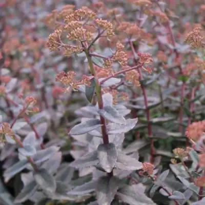 Очиток (седум) РЭЙН КСЕНОКС видный в Осиповичах