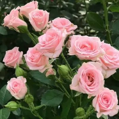 Роза КЛАССИК ЛИДИЯ спрей в Осиповичах