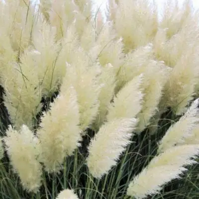 Кортадерия белая (пампасная трава) в Осиповичах