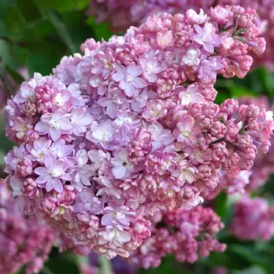 Сирень ПАМЯТЬ О ВЕХОВЕ в Осиповичах