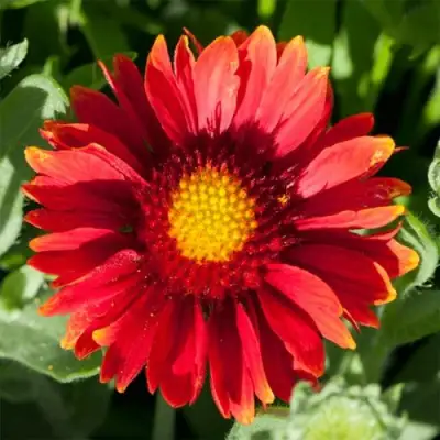 Гайлардия АРИЗОНА РЕД ШЕЙДС в Осиповичах