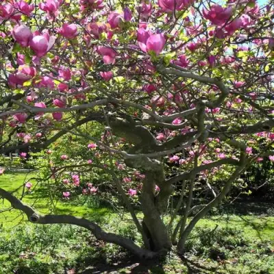 Магнолия СУЛАНЖА в Осиповичах