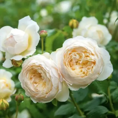 Роза КЛЭР ОСТИН английская в Осиповичах