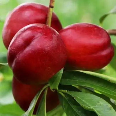 Нектарин КРЫМЧАНИН в Осиповичах