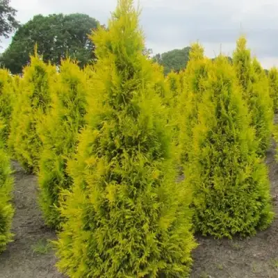 Туя САНКИСТ западная в Осиповичах