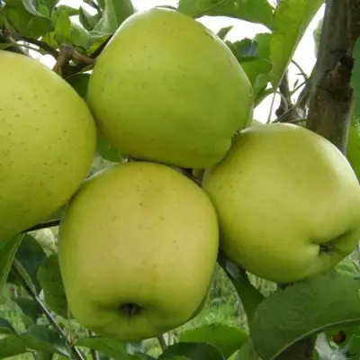 Яблоня КОШТЕЛЯ в Осиповичах