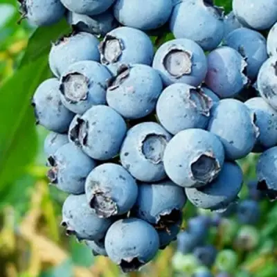 Голубика БРИГИТТА БЛЮ в Осиповичах