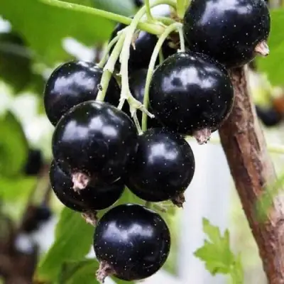 Смородина чёрная ДЕЛИКАТЕСНАЯ в Осиповичах
