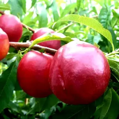 Нектарин ХАРКО в Осиповичах