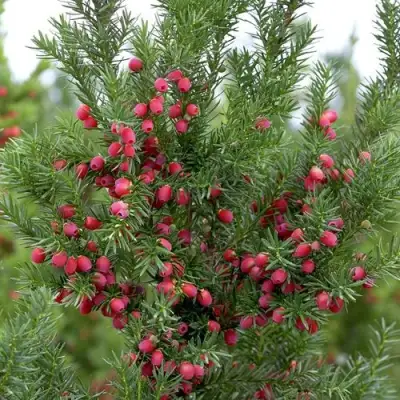 Тис ХИКСИ средний в Осиповичах