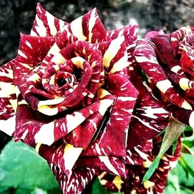 Роза ФОКУС ПОКУС флорибунда в Осиповичах