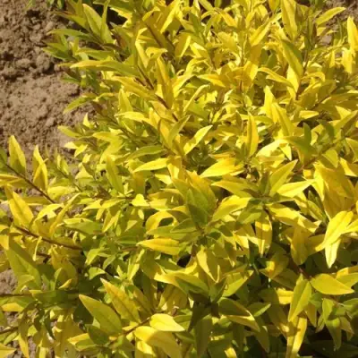 Бирючина АУРЕА обыкновенная в Осиповичах