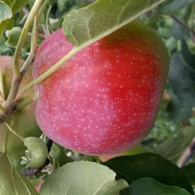 Яблоня АЛЬВА в Осиповичах