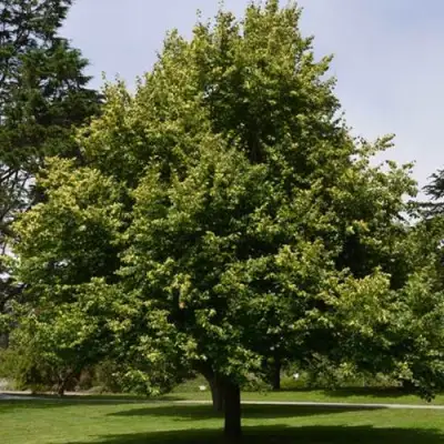 Липа сердцевидная в Осиповичах