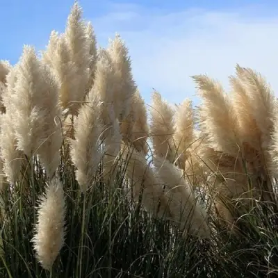 Кортадерия белая (пампасная трава) в Осиповичах