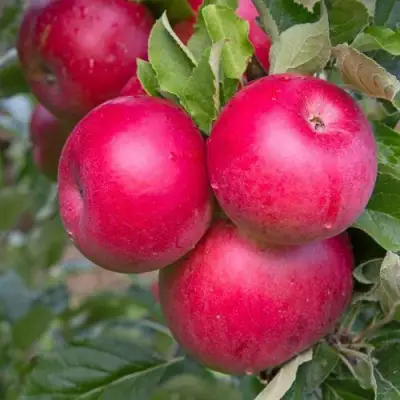 Яблоня РОЖДЕСТВЕНСКОЕ в Осиповичах