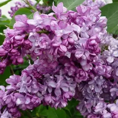 Сирень ГЕНЕРАЛ ПЕРШИНГ в Осиповичах