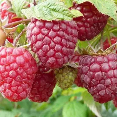 Малина ПОЛЬКА (ПОЛКА) в Осиповичах