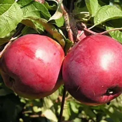 Яблоня ДАРУНАК в Осиповичах