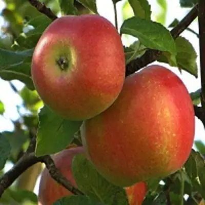 Яблоня ПЕРСИКОВАЯ в Осиповичах