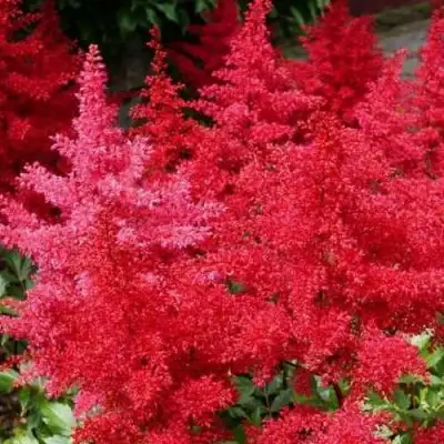 Астильба ЭТНА Арендса в Осиповичах