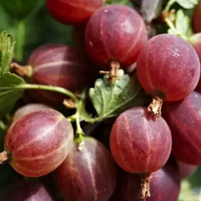 Крыжовник ХИННОМАКИ РОТ в Осиповичах