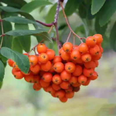 Рябина ВЕФЕД сладкоплодная в Осиповичах