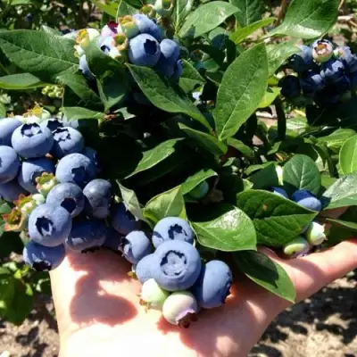 Голубика ДАРРОУ в Осиповичах