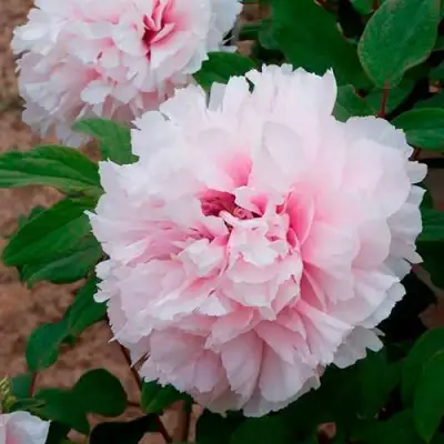 Пион ПЕРСИК ПОД СНЕГОМ древовидный в Осиповичах