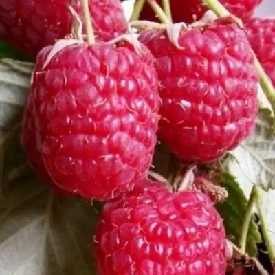 Малина ГЕРАКЛ в Осиповичах