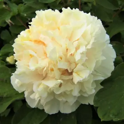 Пион НЕЖНЫЙ ГОЛОС древовидный в Осиповичах