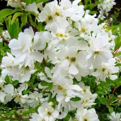 Экзохорда ЗЕ БРАЙД в Осиповичах