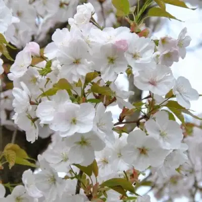Сакура САНСЕТ БУЛЕВАРД в Осиповичах