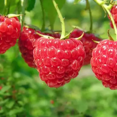 Малина ПРОСТО ПРЕЛЕСТЬ (СТОЛЕШНИК) в Осиповичах