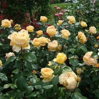 Роза КЕНДЛАЙТ чайно-гибридная в Осиповичах