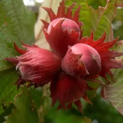 Фундук МОСКОВСКИЙ РУБИН в Осиповичах