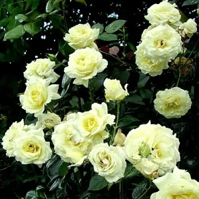 Роза ЭЛЬФ плетистая в Осиповичах