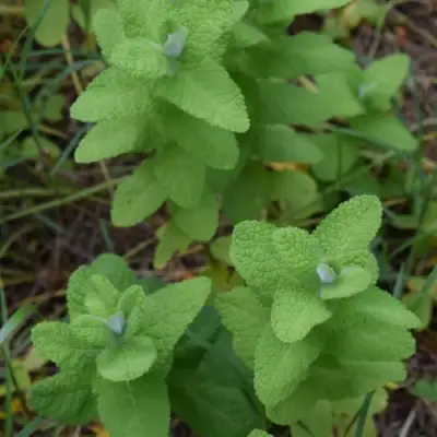 Мята АПФЕЛМИНЦЕ в Осиповичах