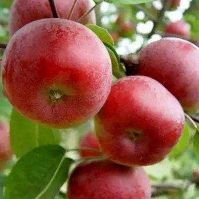 Яблоня АНТЕЙ в Осиповичах