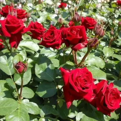 Роза ЭКСПЛОРЕР чайно-гибридная в Осиповичах